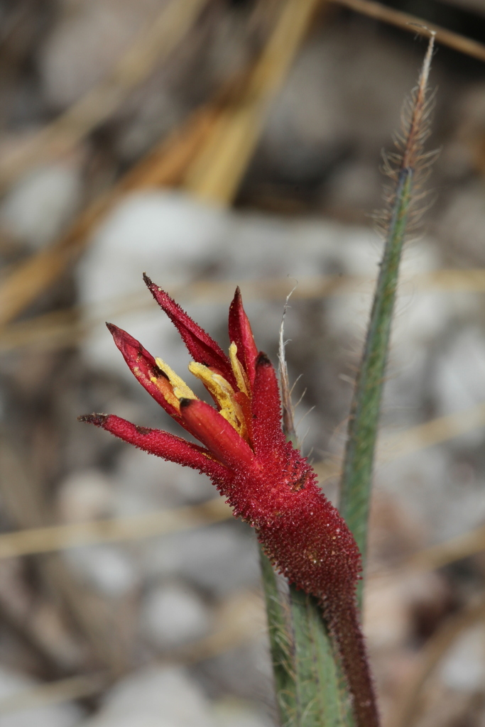 Barbacenia ignea