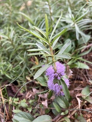 Mentha cervina