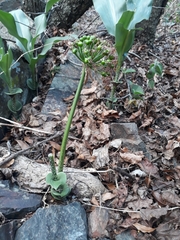 Scadoxus multiflorus multiflorus