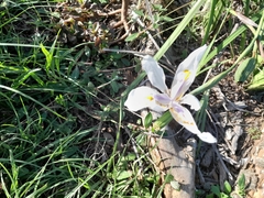 Dietes grandiflora