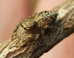 Hyllus