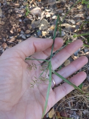 Cyperus esculentus