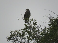 Rupornis magnirostris