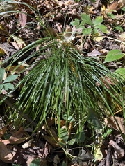Carex pedunculata