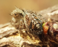 Hyllus