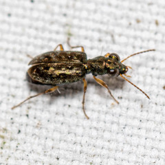 Asaphidion