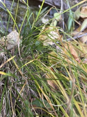 Agrostis perennans