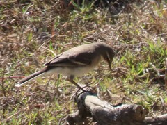 Motacilla capensis capensis