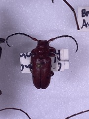 Tetraopes femoratus