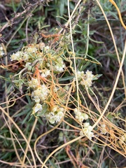 Cuscuta monogyna