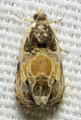 Olethreutes griseoalbana