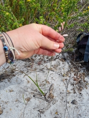 Trachyandra revoluta