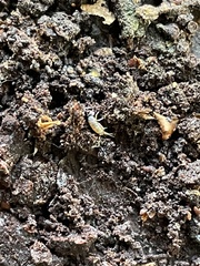 Tomocerinae