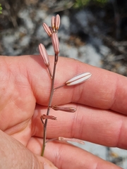 Trachyandra revoluta