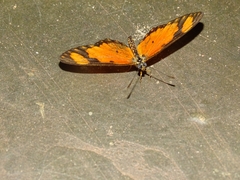 Acraea