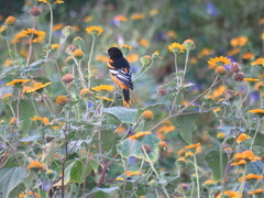 Icterus galbula