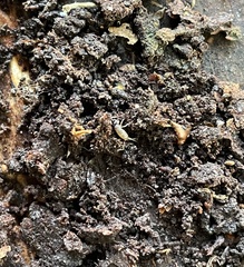 Tomocerinae