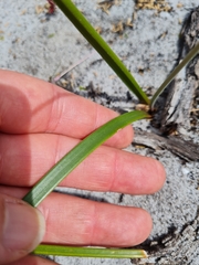 Trachyandra revoluta