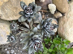 Kalanchoe tomentosa