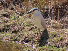Nycticorax nycticorax nycticorax
