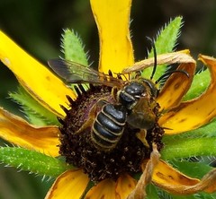 Dieunomia nevadensis