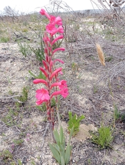 Watsonia fourcadei