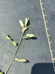 Eragrostis capensis