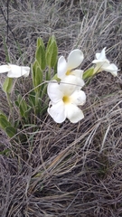 Thunbergia atriplicifolia