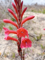 Watsonia fourcadei