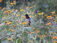 Icterus galbula