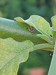 Thomisidae