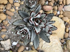 Kalanchoe tomentosa