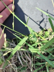 Eragrostis capensis
