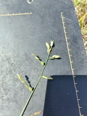 Eragrostis capensis