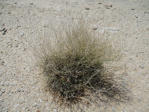 Image of Kohautia cynanchica by no rights reserved