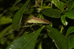 Paradasynus spinosus