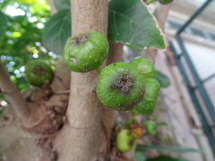 Ficus hispida