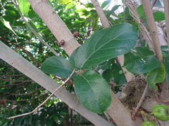 Ficus hispida