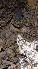 Misumenops rubrodecoratus