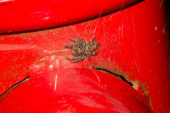 Plexippus paykulli