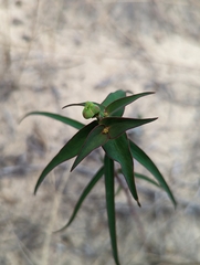 Euphorbia floridana