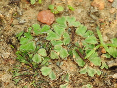 Riccia gougetiana