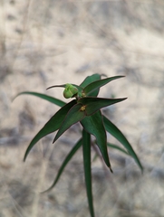 Euphorbia floridana