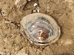 Utterbackiana suborbiculata