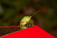 Glaucias subpunctatus