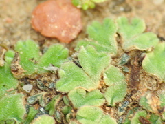 Riccia gougetiana