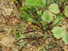Riccia nigrella