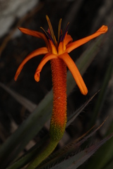 Barbacenia ensifolia