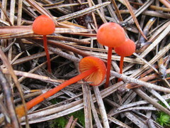 Mycena strobilinoidea