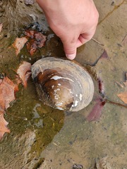 Utterbackiana suborbiculata